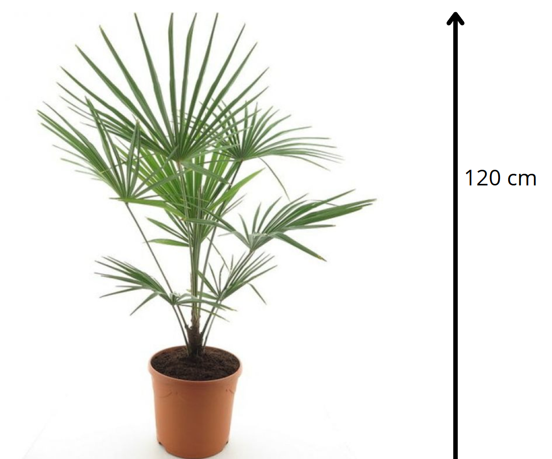 Trachycarpus fortunei frosty 120 см